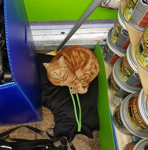 ASD CAT PART 2 JANUARY 7 2023 .